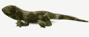 trevor-the-tuatara-soft-toy-40cm