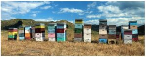 beehives-1200x400-nz-canvas-print-order-in