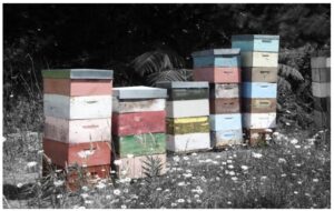 beehives-bwc-960x595-nz-canvas-order-in