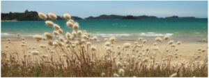 bunnytails-1200x400-nz-canvas-print-order-in