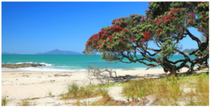 pohutukawa-n-pingao-1200x600-nz-canvas-print