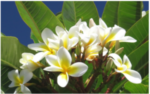 frangipani-flowers-960x595-nz-canvas-print