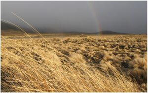 desert-storm-960x595-nz-canvas-order-in