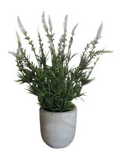 lavender-in-stone-planter-400mm-high