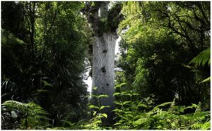 kauri-tree-960x595-nz-canvas-print-order-in