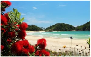 matapouri-665x410mm-nz-canvas-print