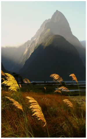 mitre-peak-595x960-nz-canvas-print