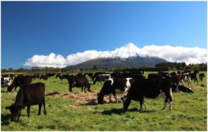 mt-taranaki-960x595-nz-canvas-order-in