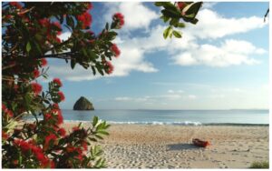 new-chum-beach-960x595-nz-canvas-print