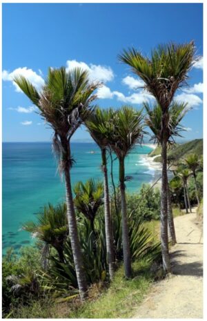 nikau-coastal-walk-595x960-nz-canvas-order-in