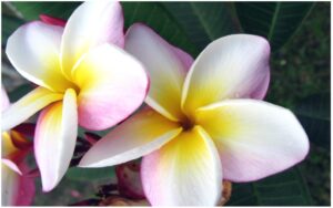 pink-yellow-frangipani-960x595-nz-canvas-order-i