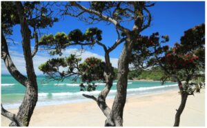 pohutukawa-trio-960x595-nz-canvas-print-order-in