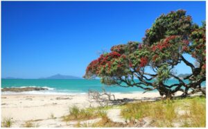 pohutukawa-n-pingao-960x595-nz-canvas-print