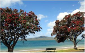 rangitoto-between-960x595-nz-canvas-print-order-in