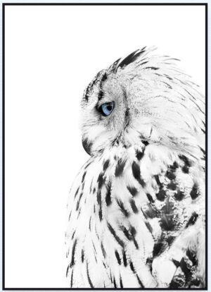 white-owl-box-frame-print-40x56cm