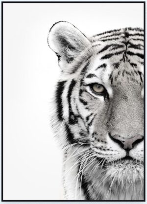 white-tiger-box-frame-print-40x56cm