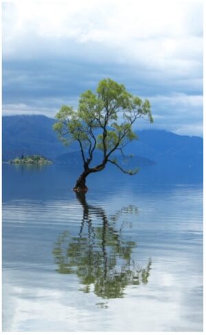wanaka-tree-595x960-nz-canvas-print