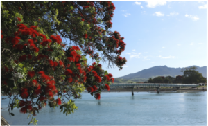 raglan-pohutukawa-960x595-nz-canvas-print