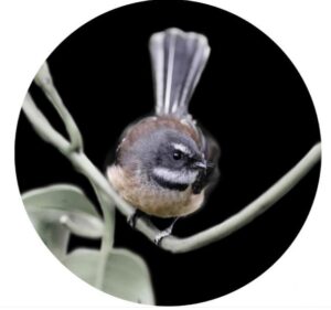branching-i-fantail-round-canvas-80cm
