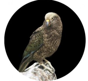 branching-iii-kea-round-canvas-80cm