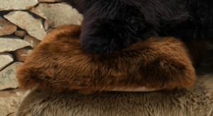 Chestnut Nz Sheepskin Feather Filled Cushion 50X50