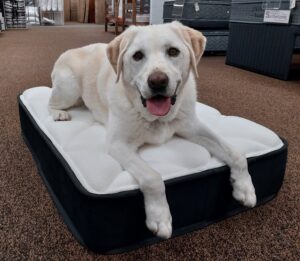 Slumberzone Pet Bed Medium