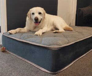 Slumberzone Pet Bed Large 800 X 1300 L