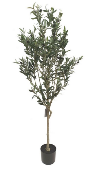 Olive Tree 1500 High On Back Order