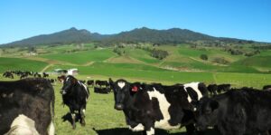Pirongia Herd 1200X600 Nz Canvas Print Order In