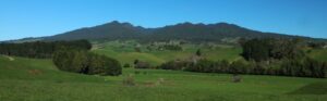 Pirongia Pine 1200X400 Nz Canvas Print Order In