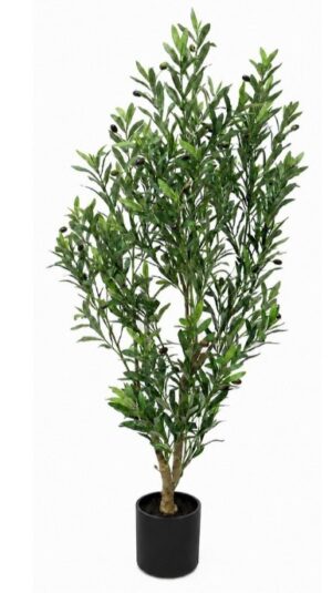Olive Tree 1450 High In A Black Pot 900X700X1450H