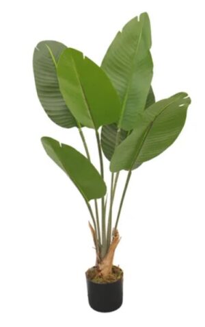 Banana Palm Tree 90Cm High