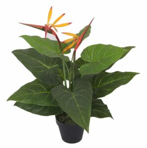 Bird Of Paradise 55Cm High