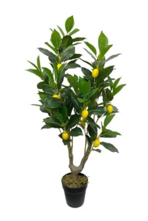 Lemon Tree 95Cm High