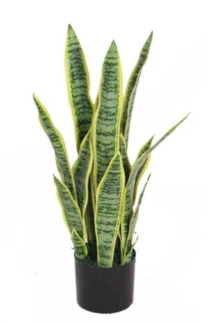 Sansevieria 65Cm High
