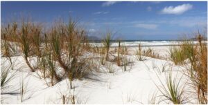 Pakiri Pingao Dunes 1200X600 Nz Canvas Print Order