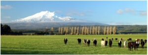 Mt Ruapehu 1200X400 Nz Canvas Print