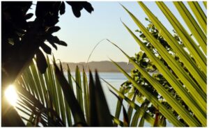 Whangapoua Nikau 960X595 Nz Canvas Order In